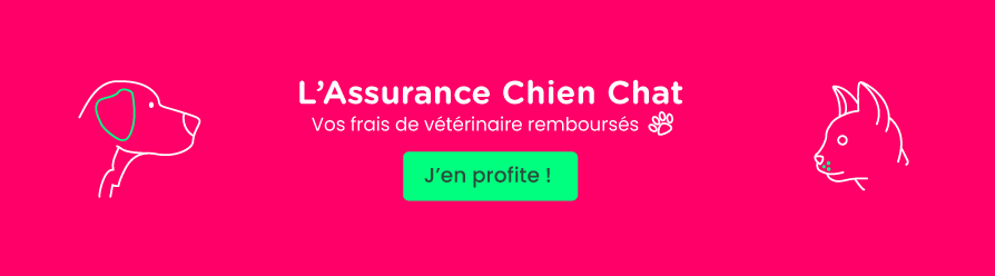 Assurance CHIEN CHAT